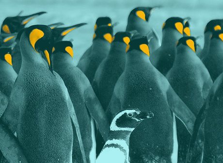 Ein Magellan-Pinguin zwischen vielen Königspinguinen